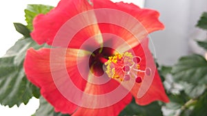 Starry Hibiscus Pollen