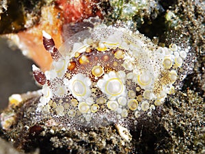 Starry hoplodoris