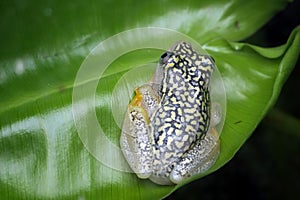 Starry Night Reed Frog (Heterixalus alboguttatus) on green leaves