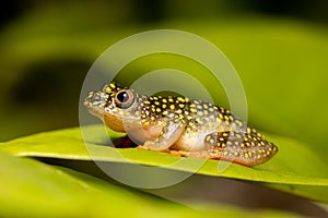 Starry Night Reed Frog, Heterixalus alboguttatus, Ranomafana Madagascar