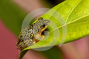 Starry Night Reed Frog, Heterixalus alboguttatus, Ranomafana Madagascar