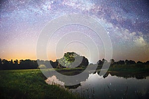 starry night sky in a forest