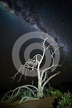 Starry night sky over gnarly dead tree in desert photo
