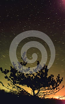 Starry night sky. star trails with tree silhouette
