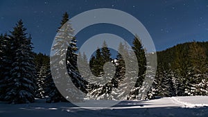 Starry night sky with stars moving over winter forest at moonlight, Astronomy Time lapse