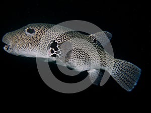 Starry puffer