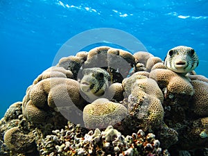 Starry puffer .Arothron stellatus fish. Red Sea. Egypt