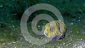 Starry puffer Arothron stellatus juvenile in Lembeh strait Indenesia.