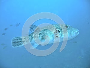 Starry Pufferfish