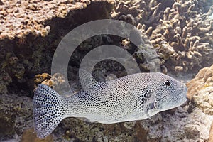 Starry pufferfish