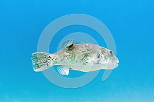 Starry Pufferfish - Perhentian Islands, Malaysia