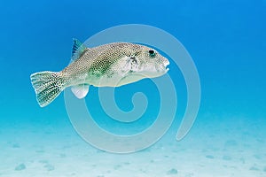 Starry Pufferfish - Perhentian Islands, Malaysia