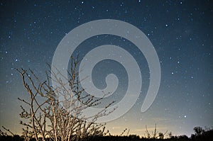 Starry sky over lonely tree