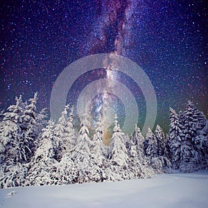 Starry sky and trees in hoarfrost. Carpathians, Ukraine, Europe