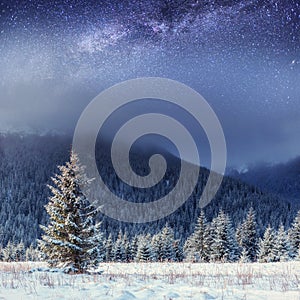 Starry sky in winter snowy night. Carpathians, Ukraine, Europe