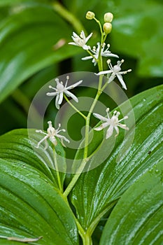 Starry Spring flowers