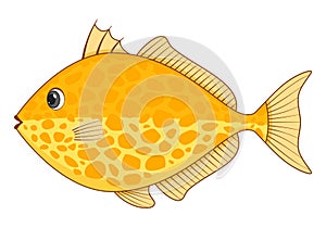 Starry triggerfish fish on a white background