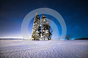 Starry winter night. Christmas trees on a snowy field under the starry winter sky.