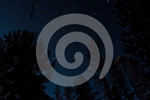 Starry sky in the forest.