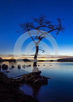 Stars at Lone Tree at Loch Lomond