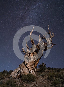 Stars and Milky Way over the ancient bristlecone pine forest