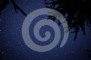 Stars at night looking through the forest canopy