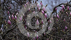 Start blooming magnolia tree. The first pink buds on the branches in the garden of blossoming bush in spring.