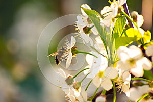 The start of the honey