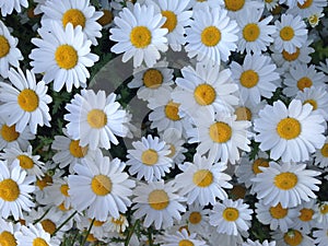 Start with lovely daisy in the morning