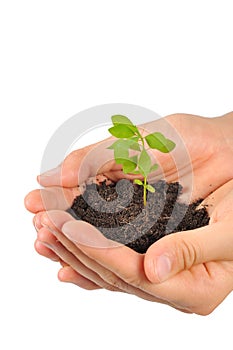 Start new life, hands holding sapling