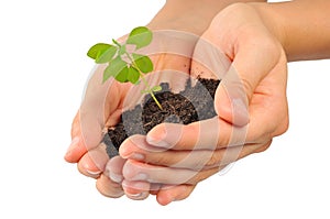 Start new life, hands holding sapling photo