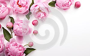 Start of spring poster. Pink peonies isolated on white background. Garden flowers. Copy space, top view, flat lay.
