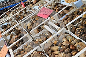 Start of the truffle fair in Alba (Cuneo), has been held for more than 50 years, the donkey race