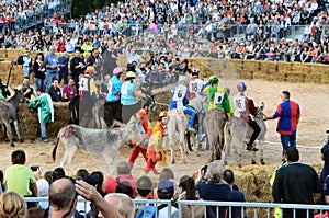 Start of the truffle fair in Alba (Cuneo), has been held for more than 50 years, the donkey race