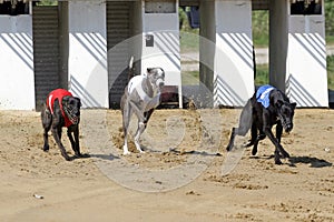 Starting gate at dog racing track with running dogs