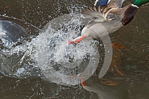 Starting Male Mallard