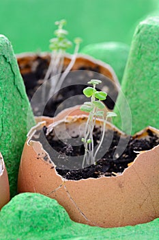 Starting seedlings in eggshells photo