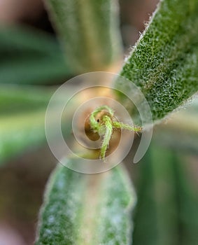Starting sprout of Loquat tree leaf