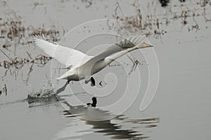 Starting Whooper swan, Cygnus cygnus,  in winter photo