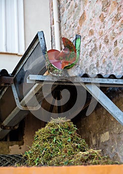 Starting of wine making process, grapes pressing and crushing on vineyards in Cotes  de Provence, region Provence, south of France