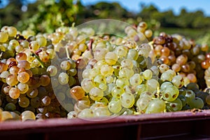 Starting of wine making process, harvesting of white Vermentino or Rolle grapes on vineyards in Cotes  de Provence, region