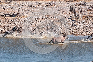 Startled Burchells zebras and oryx running in a waterhole