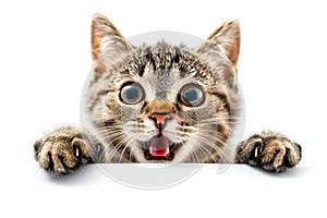Startled Cat Muffling Meows With Paws, Isolated Backgroundtransparent Background