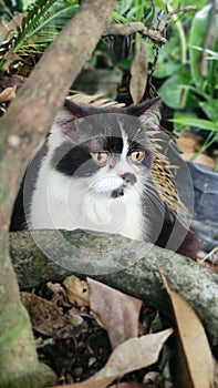 a startled cat shows its expression