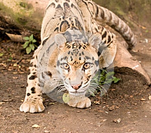 Startled Clouded Leopard photo