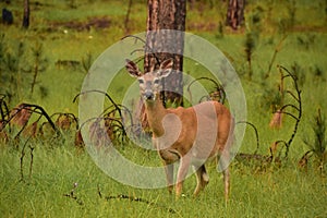 Startled Deer Chewing in Tall Grass Grove