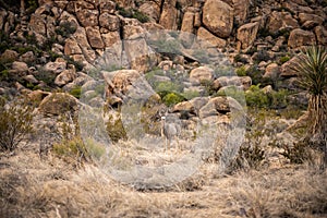 Startled Deer Grazing Below Rocks in the Grapevine Hills