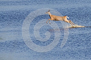 Startled Deer Leaping Through the Wate