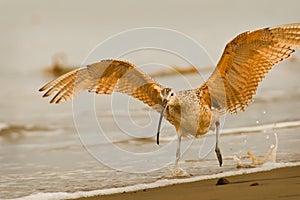 Startled Long Billed Curlew photo