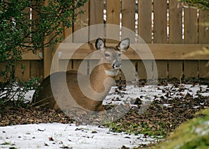 A resting whitetail deer looks for an escape route